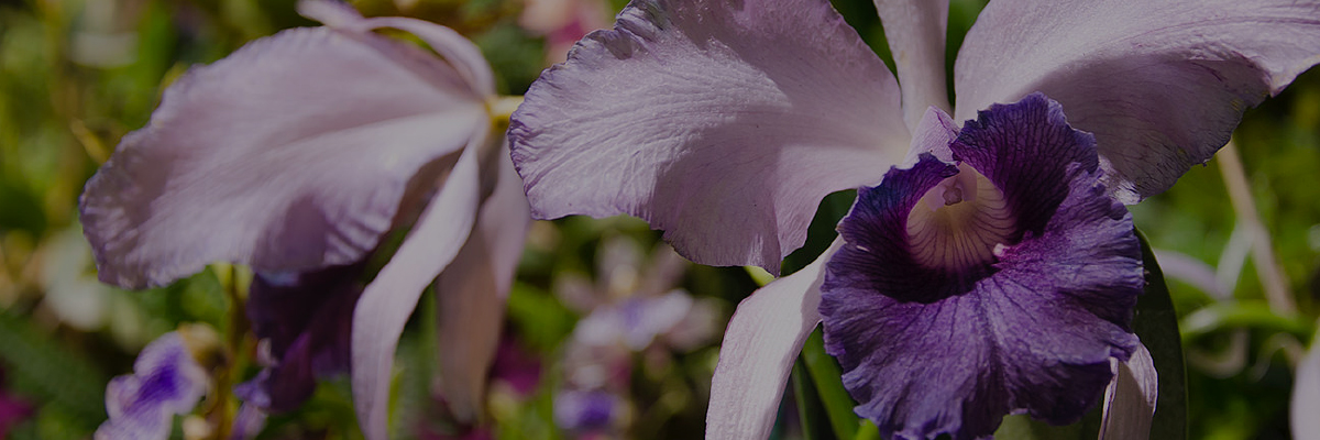 Festival Internacional de Orquídeas de Redland