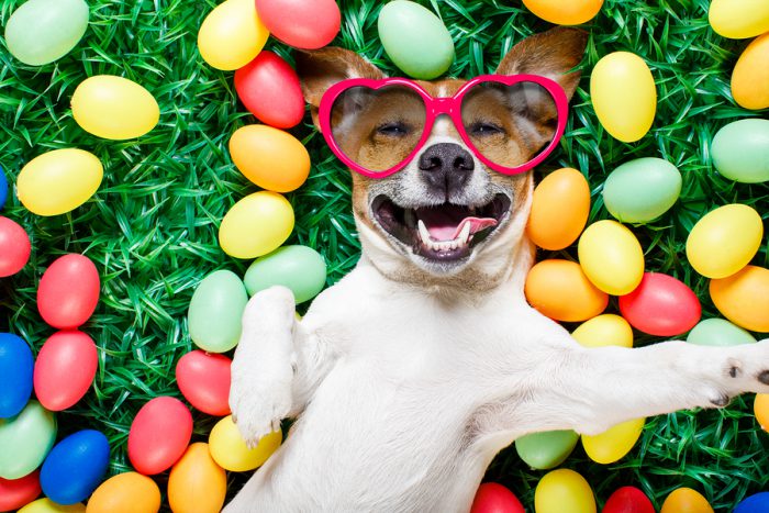Cómo capitalizar el impacto emocional de las mascotas en las campañas de marketing