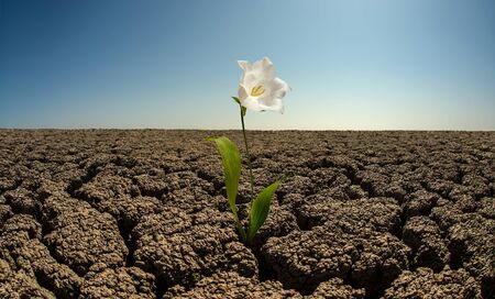Una sola flor blanca con hojas verdes crece en la tierra seca y agrietada bajo un cielo azul claro.